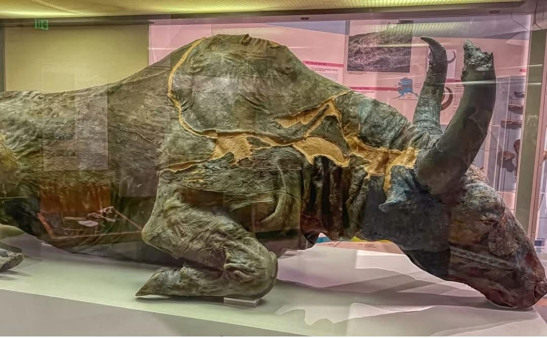 Oak Island Ice Age bison remains near the swamp