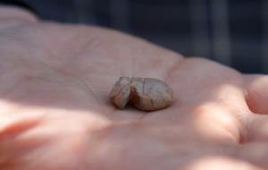 Old West relics emerge as archaeologists excavate the hidden outlaw dugout.